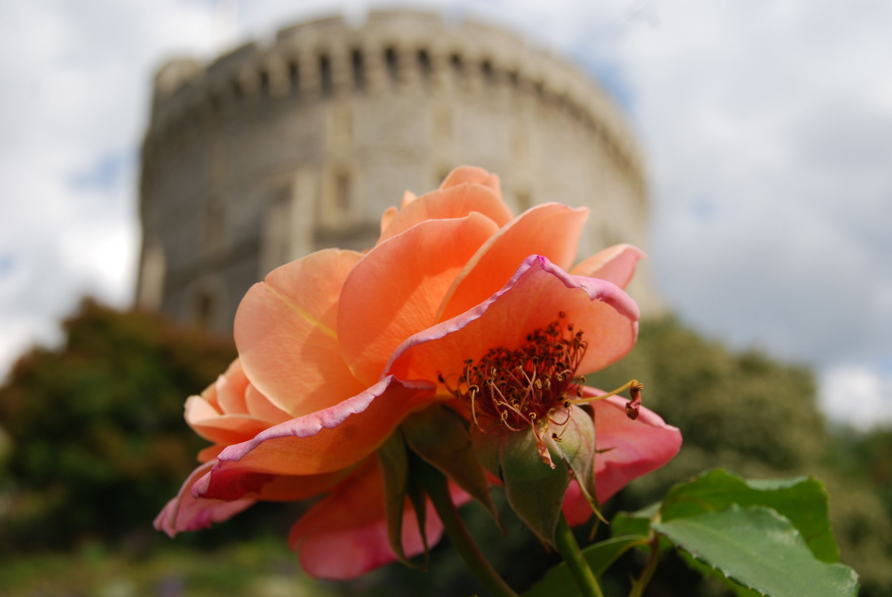 Rose at Round Tower